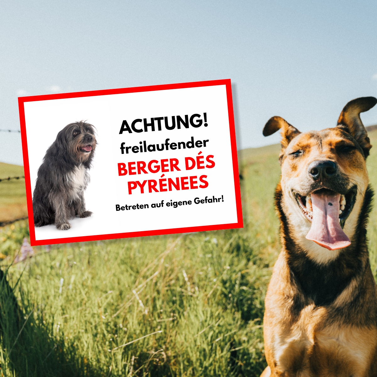 Berger Des Pyrenees Freilaufender Hund Dog Schild Spruch Türschild Hundeschild Warnschild