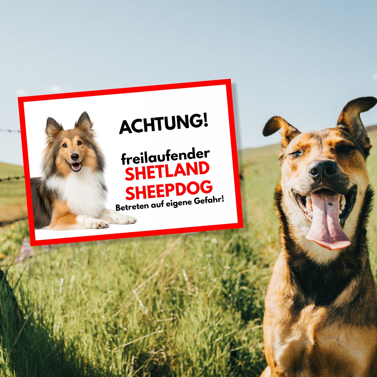 Sheltie Freilaufender Hund Dog Schild Spruch Türschild Hundeschild Warnschild