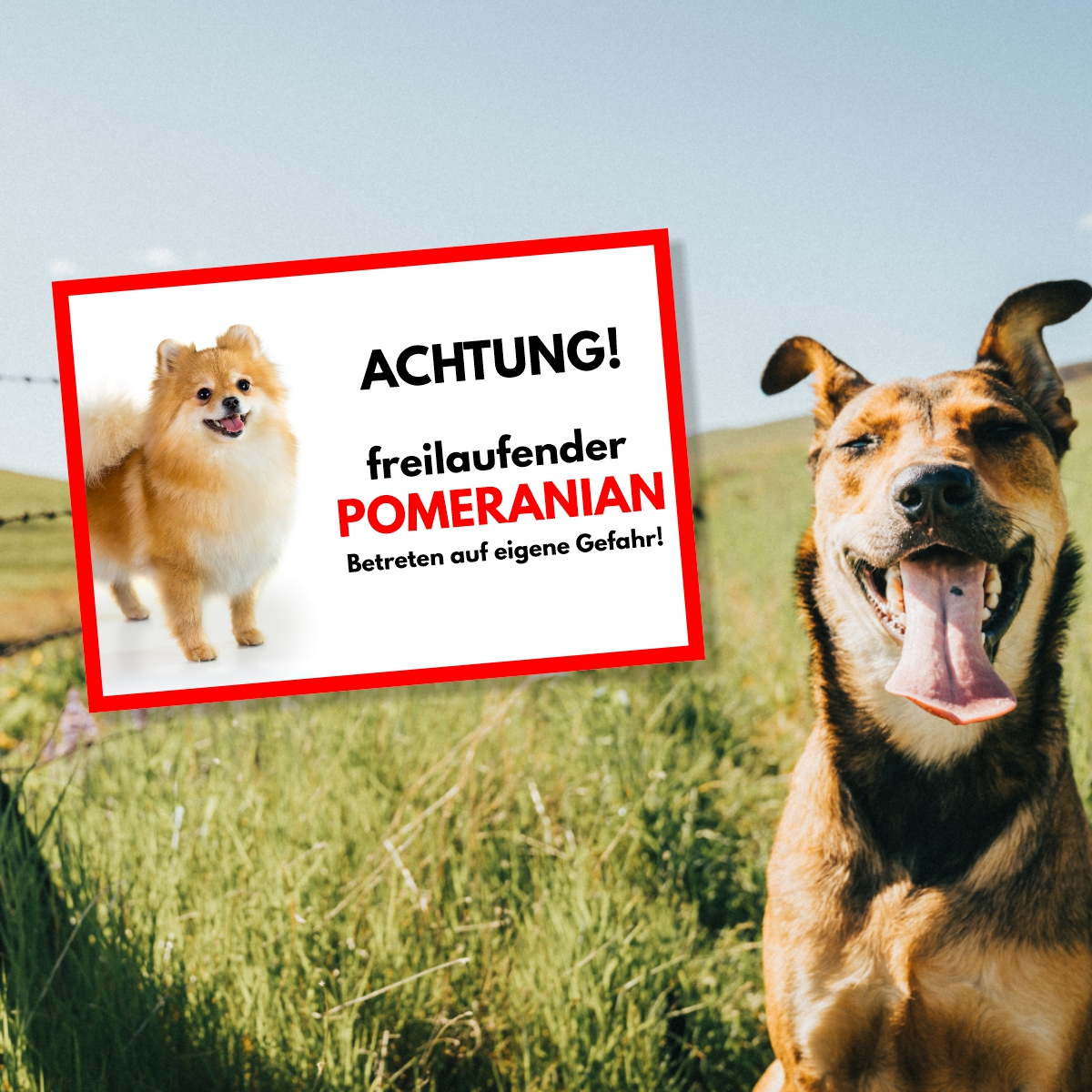 Pomeranian Freilaufender Hund Dog Schild Spruch Türschild Hundeschild Warnschild