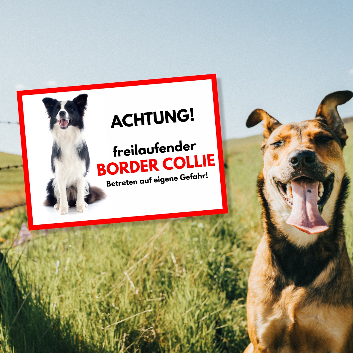 Border Collie 1 Freilaufender Hund Dog Schild Spruch Türschild Hundeschild Warnschild