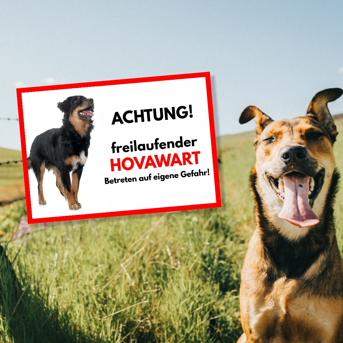 Hovawart Freilaufender Hund Dog Schild Spruch Türschild Hundeschild Warnschild