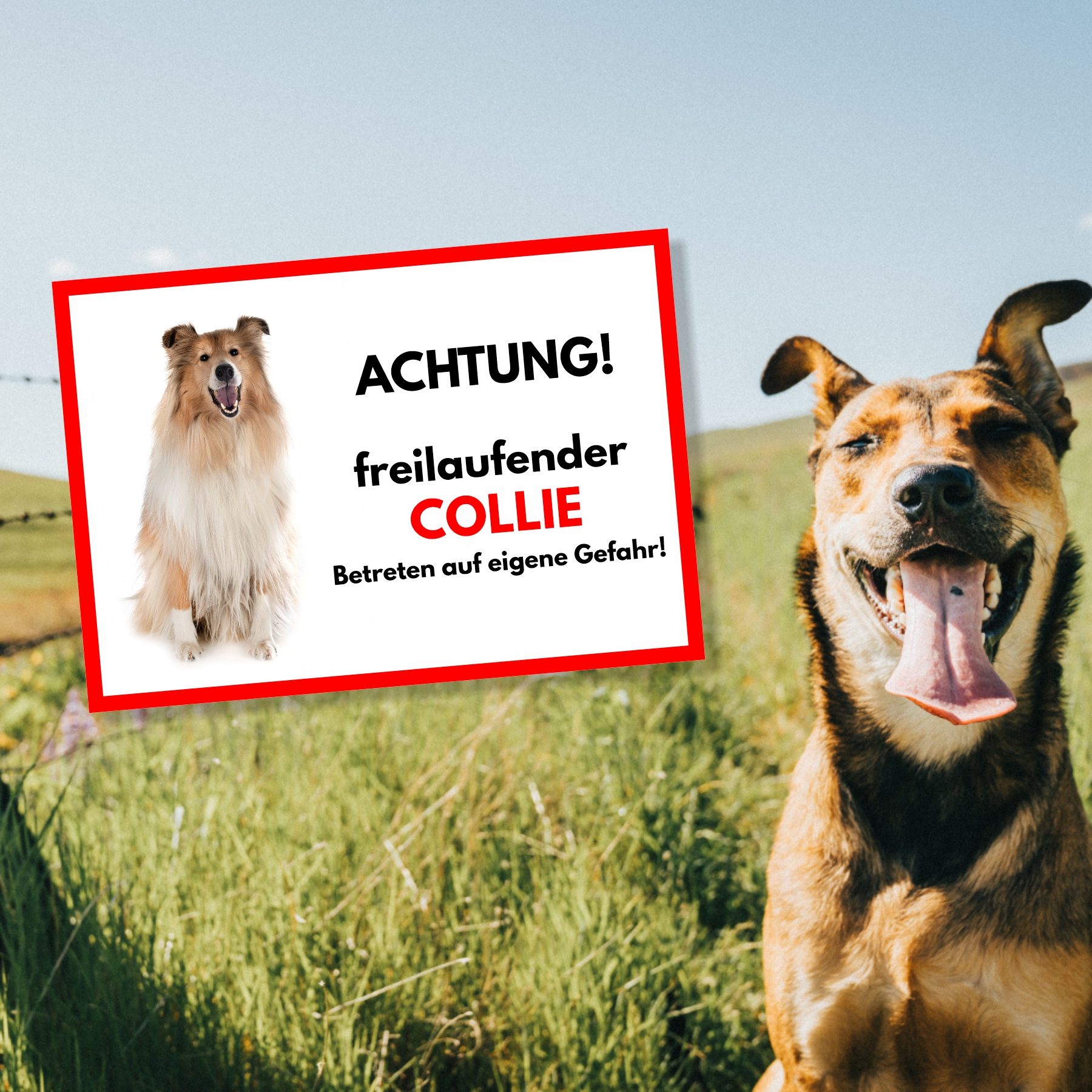 Collie Freilaufender Hund Dog Schild Spruch Türschild Hundeschild Warnschild