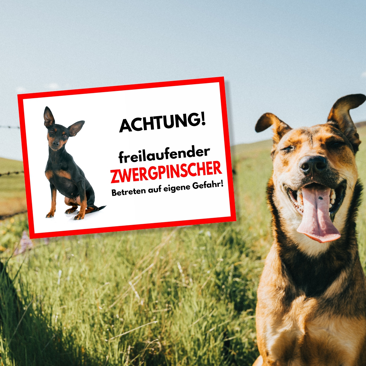 Zwergpinscher Freilaufender Hund Dog Schild Spruch Türschild Hundeschild Warnschild