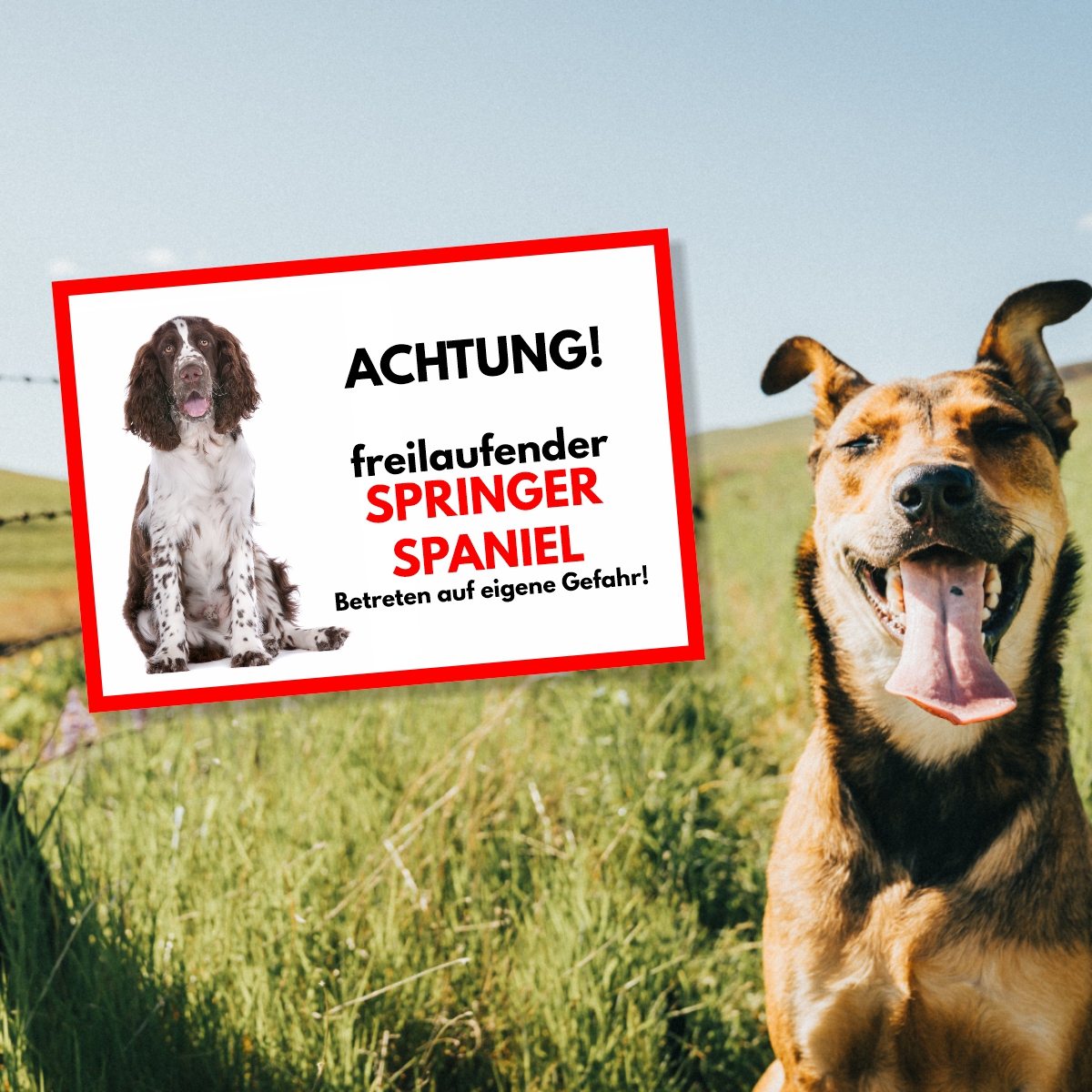 Springer Spaniel Freilaufender Hund Dog Schild Spruch Türschild Hundeschild Warnschild
