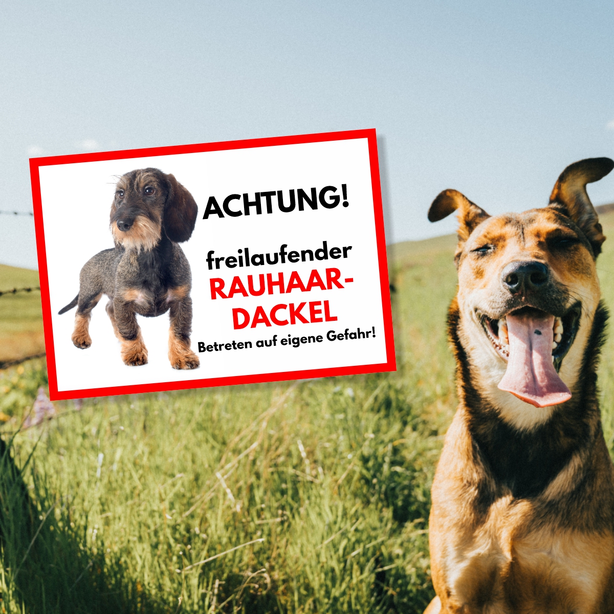 Rauhaardackel Freilaufender Hund Dog Schild Spruch Türschild Hundeschild Warnschild