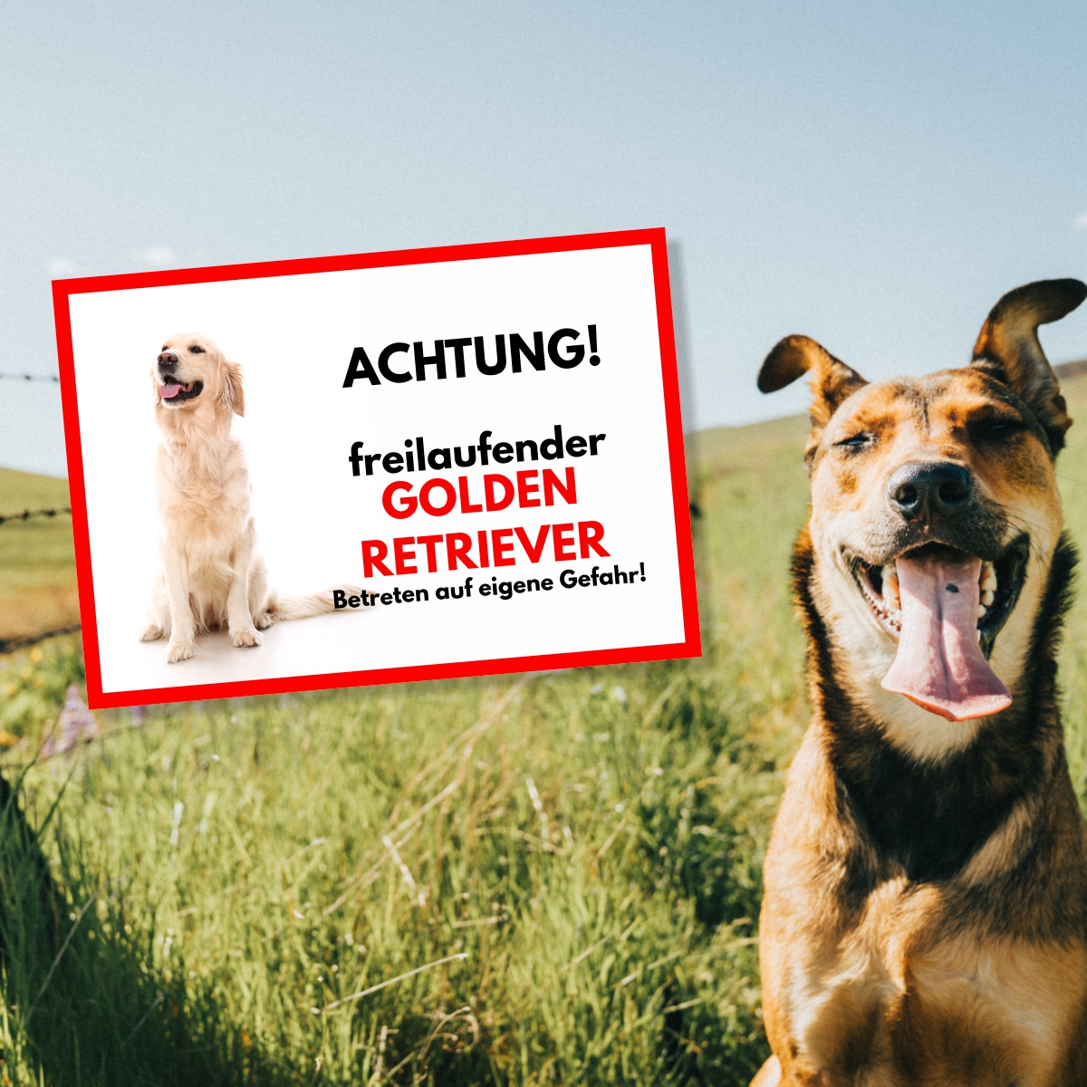 Golden Retriever Freilaufender Hund Dog Schild Spruch Türschild Hundeschild Warnschild