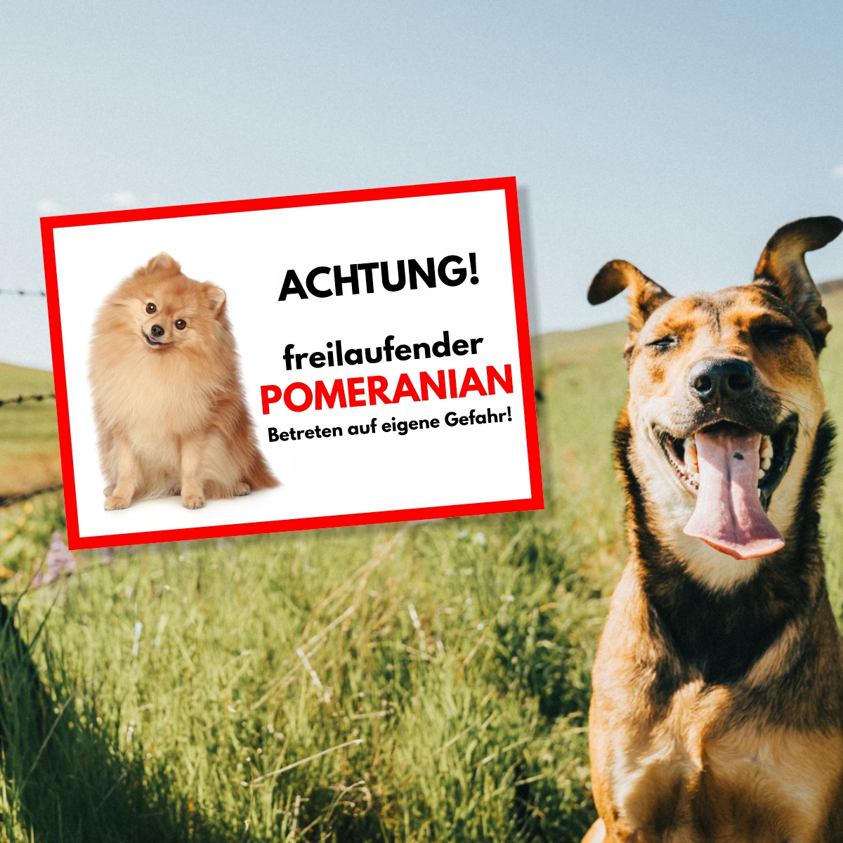Pomeranian 2 Freilaufender Hund Dog Schild Spruch Türschild Hundeschild Warnschild