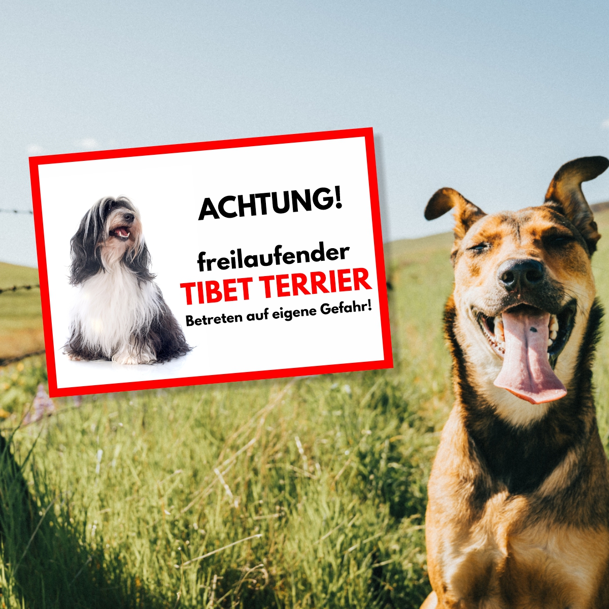 Tibet Terrier Freilaufender Hund Dog Schild Spruch Türschild Hundeschild Warnschild