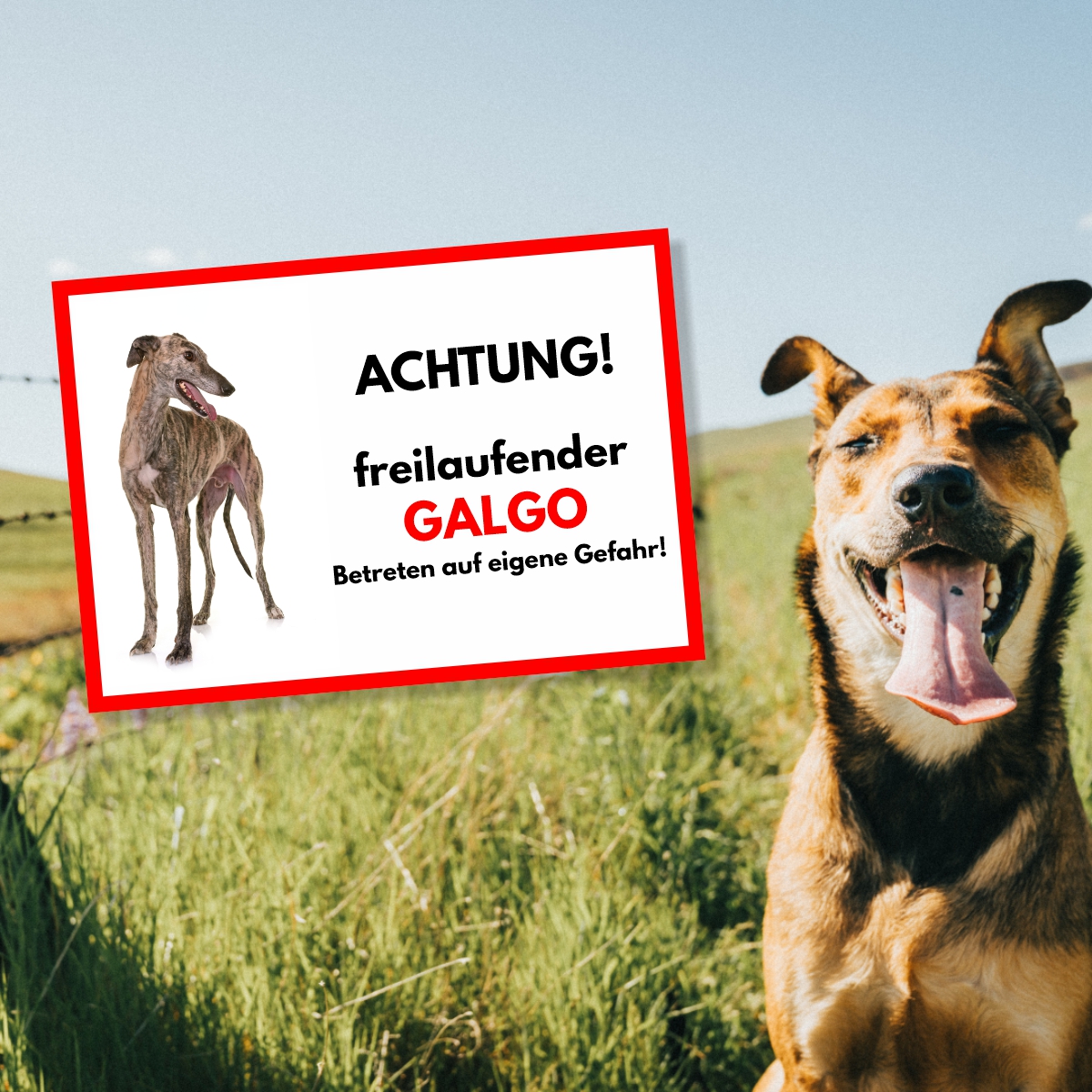 Galgo Freilaufender Hund Dog Schild Spruch Türschild Hundeschild Warnschild