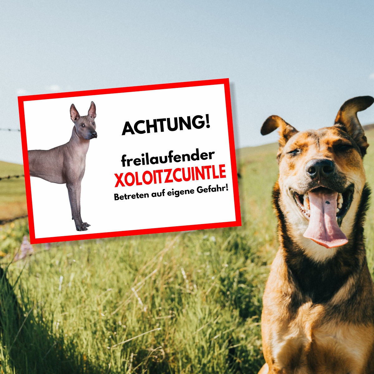 Xoloitzcuintle Freilaufender Hund Dog Schild Spruch Türschild Hundeschild Warnschild
