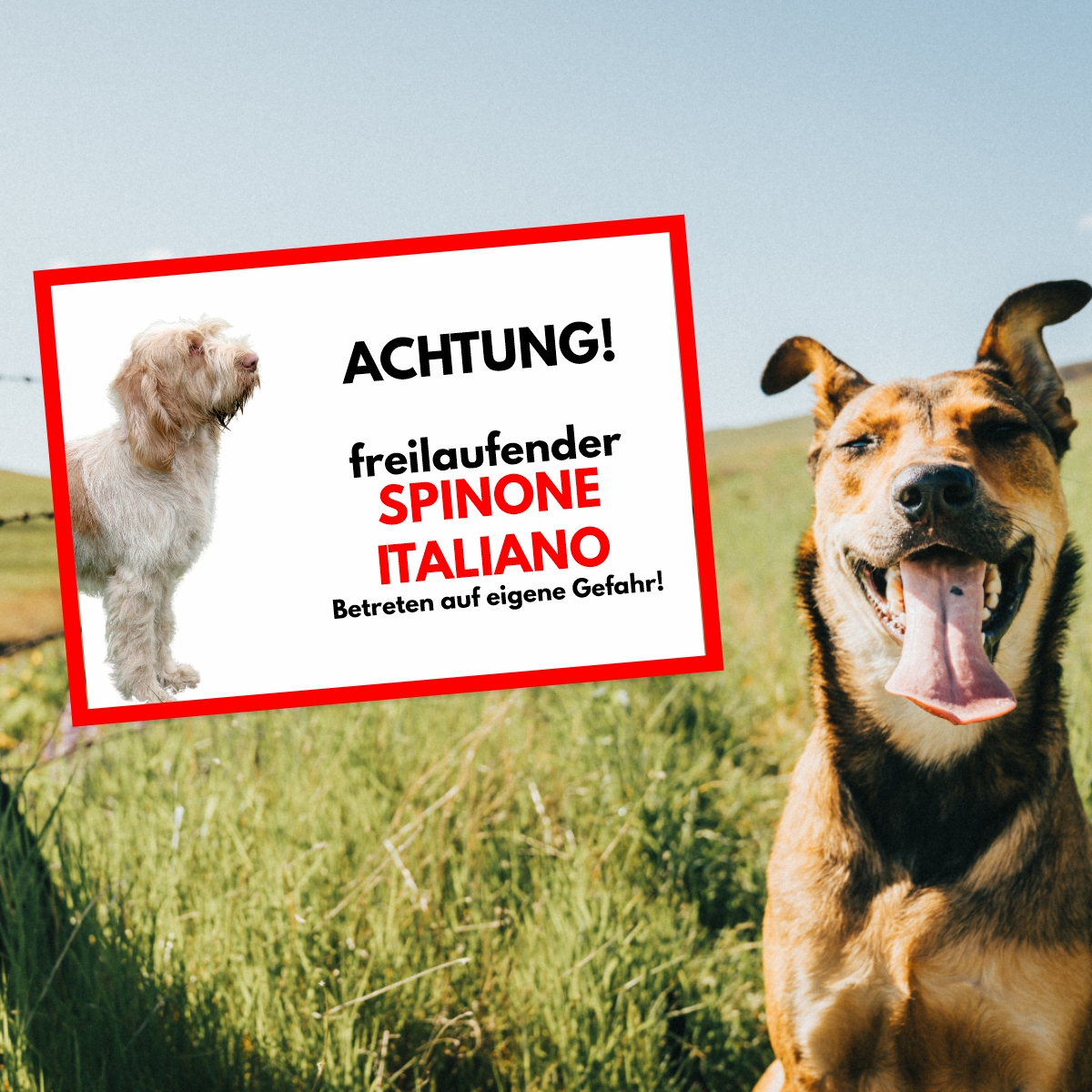 Spinone Italiano Freilaufender Hund Dog Schild Spruch Türschild Hundeschild Warnschild