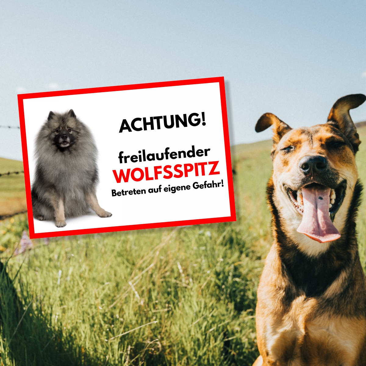 Wolfsspitz Freilaufender Hund Dog Schild Spruch Türschild Hundeschild Warnschild