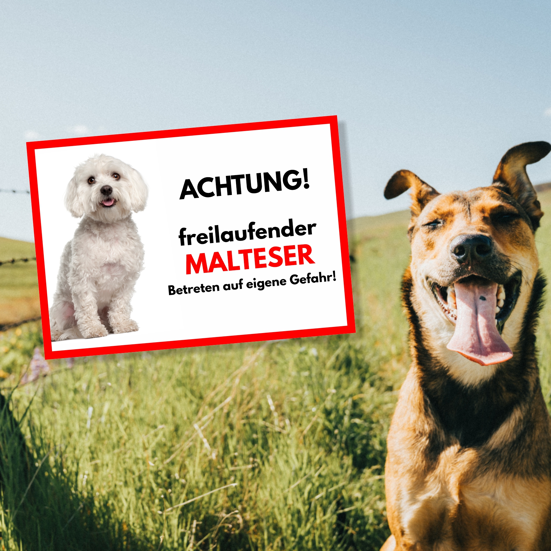Malteser Freilaufender Hund Dog Schild Spruch Türschild Hundeschild Warnschild