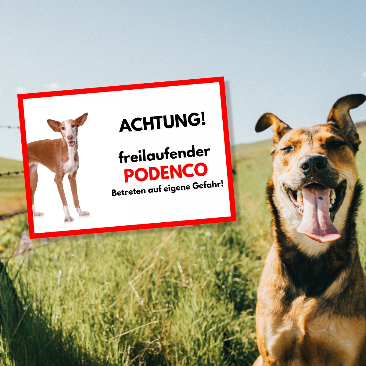 Podenco Freilaufender Hund Dog Schild Spruch Türschild Hundeschild Warnschild