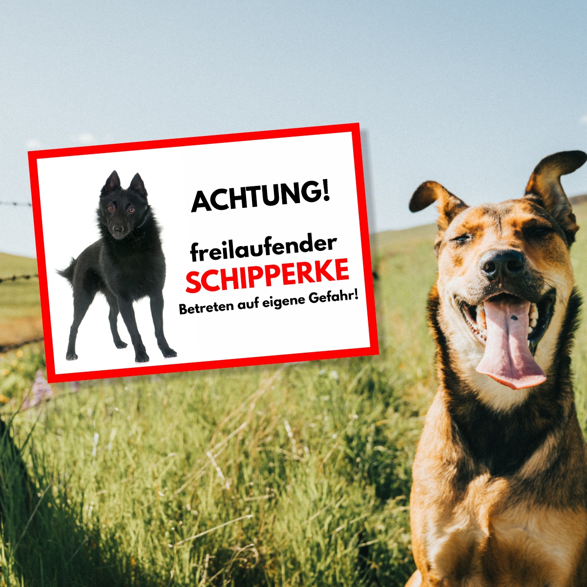 Schipperke Freilaufender Hund Dog Schild Spruch Türschild Hundeschild Warnschild