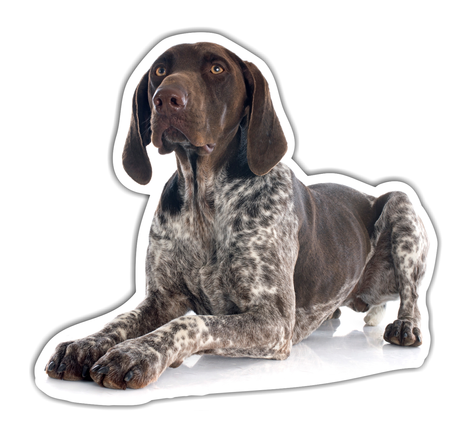 Deutsch Kurzhaar DK Deutscher kurzhaariger Vorstehhund German Shorthaired Pointer Jagdhund Jäger Bayern  Dog Pfoten Digitaldruck Motiv by SIVIWONDER