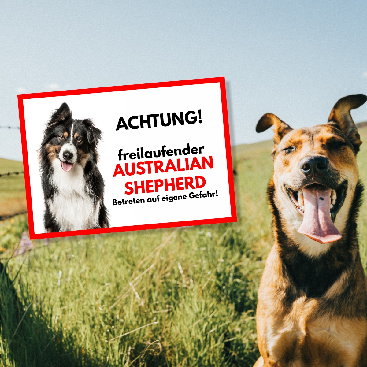 Australian Shepherd Freilaufender Hund Dog Schild Spruch Türschild Hundeschild Warnschild