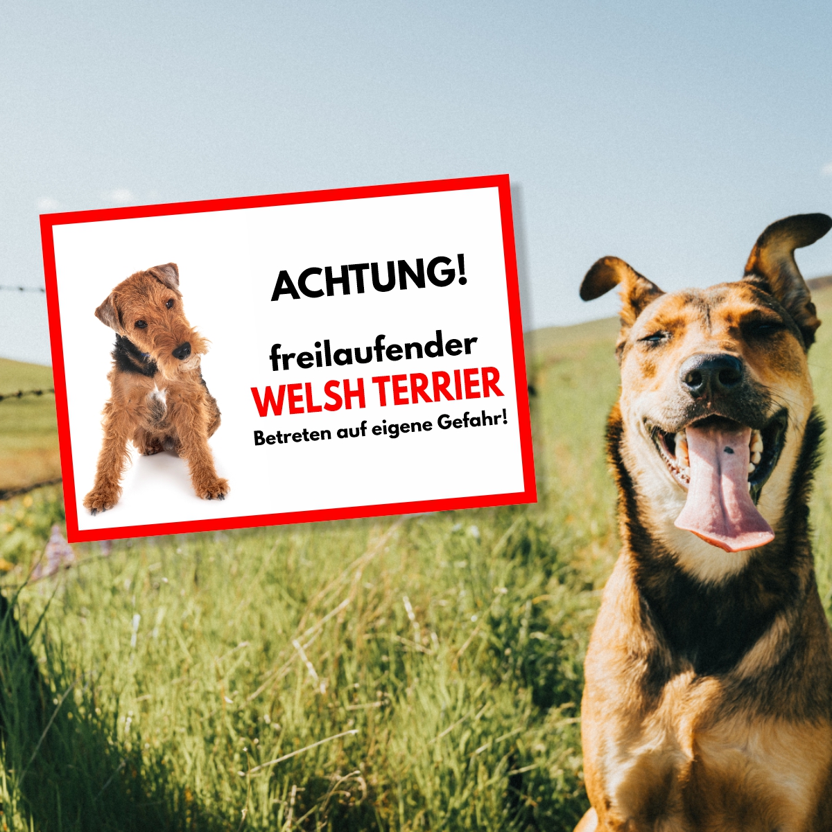 Welsh Terrier Freilaufender Hund Dog Schild Spruch Türschild Hundeschild Warnschild