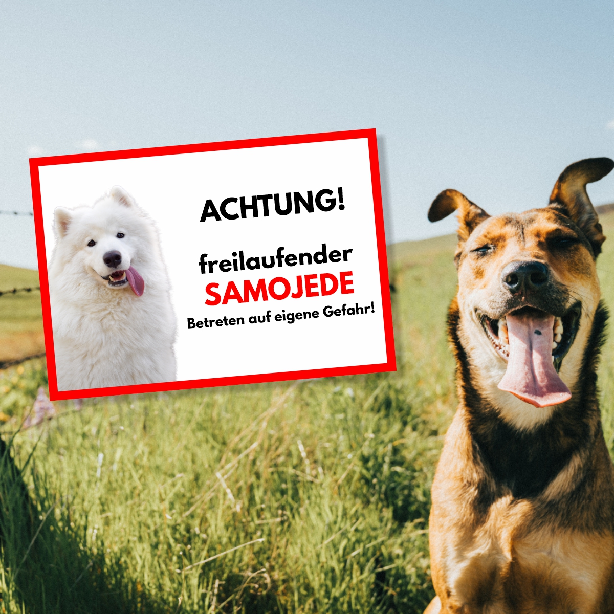 Samojede Freilaufender Hund Dog Schild Spruch Türschild Hundeschild Warnschild