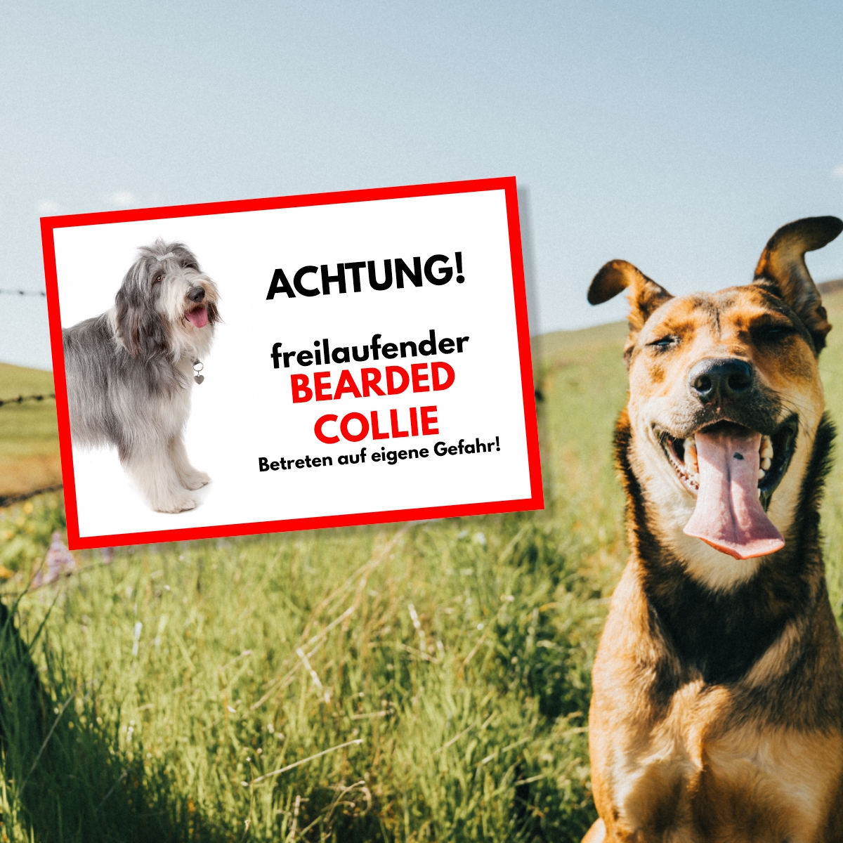 Bearded Collie Freilaufender Hund Dog Schild Spruch Türschild Hundeschild Warnschild