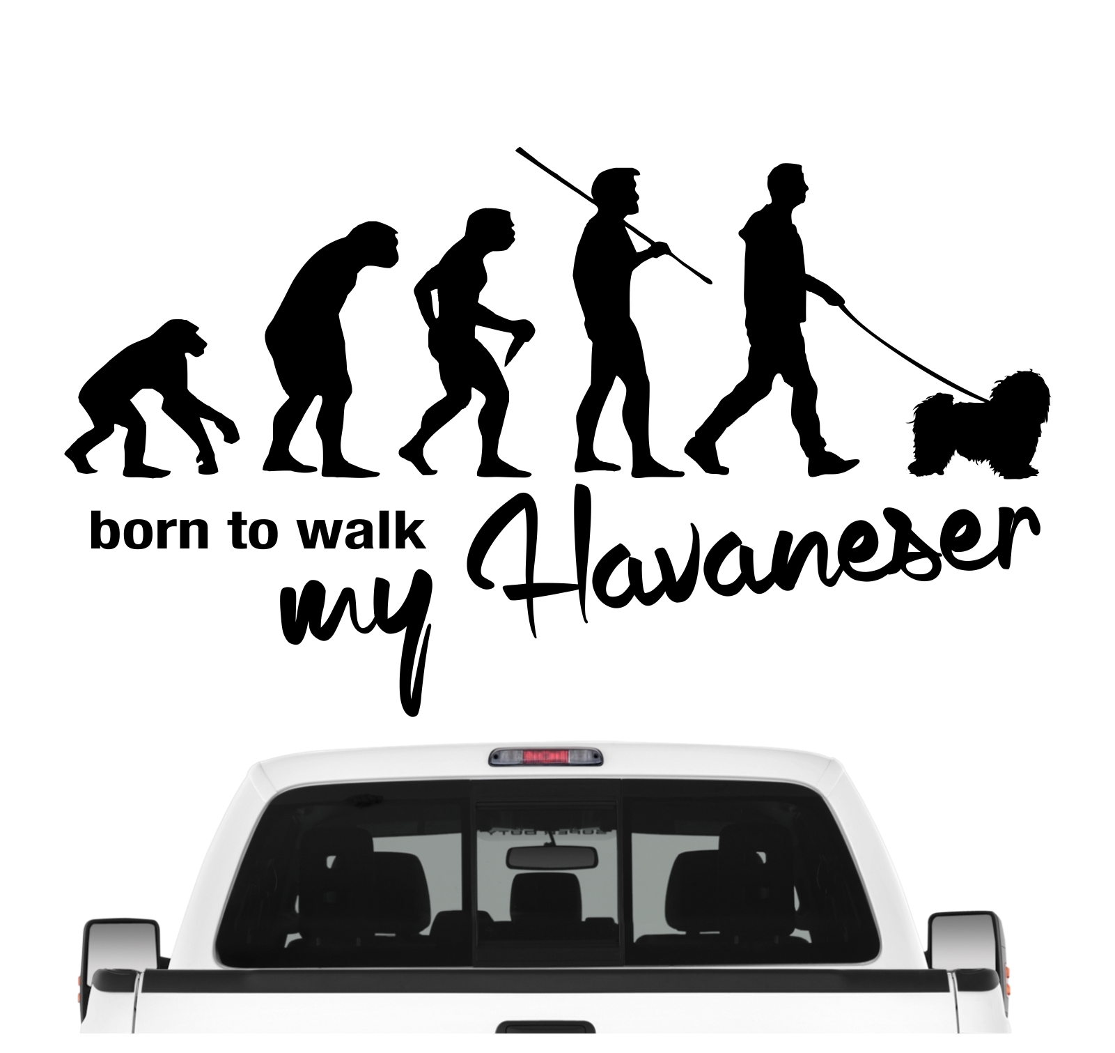 Havaneser Havanese Kuba Bichon Havana Bichon Habanero  Evolution Born to Walk Hunde Aufkleber Sticker Autoaufkleber Wandtattoo Tattoo