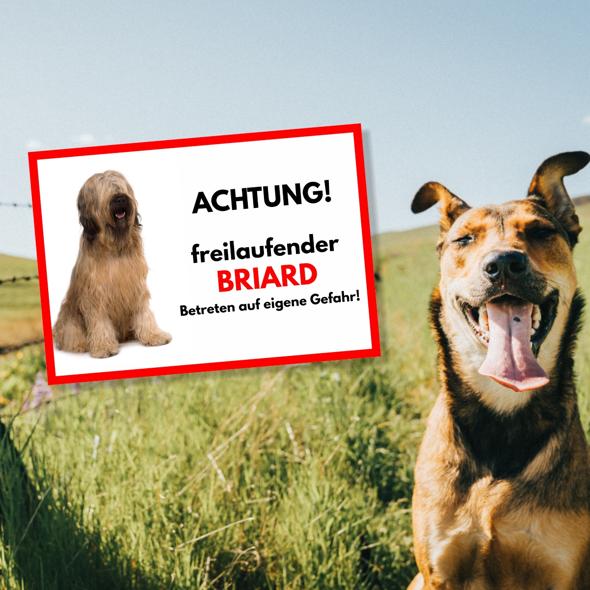 Briard Freilaufender Hund Dog Schild Spruch Türschild Hundeschild Warnschild