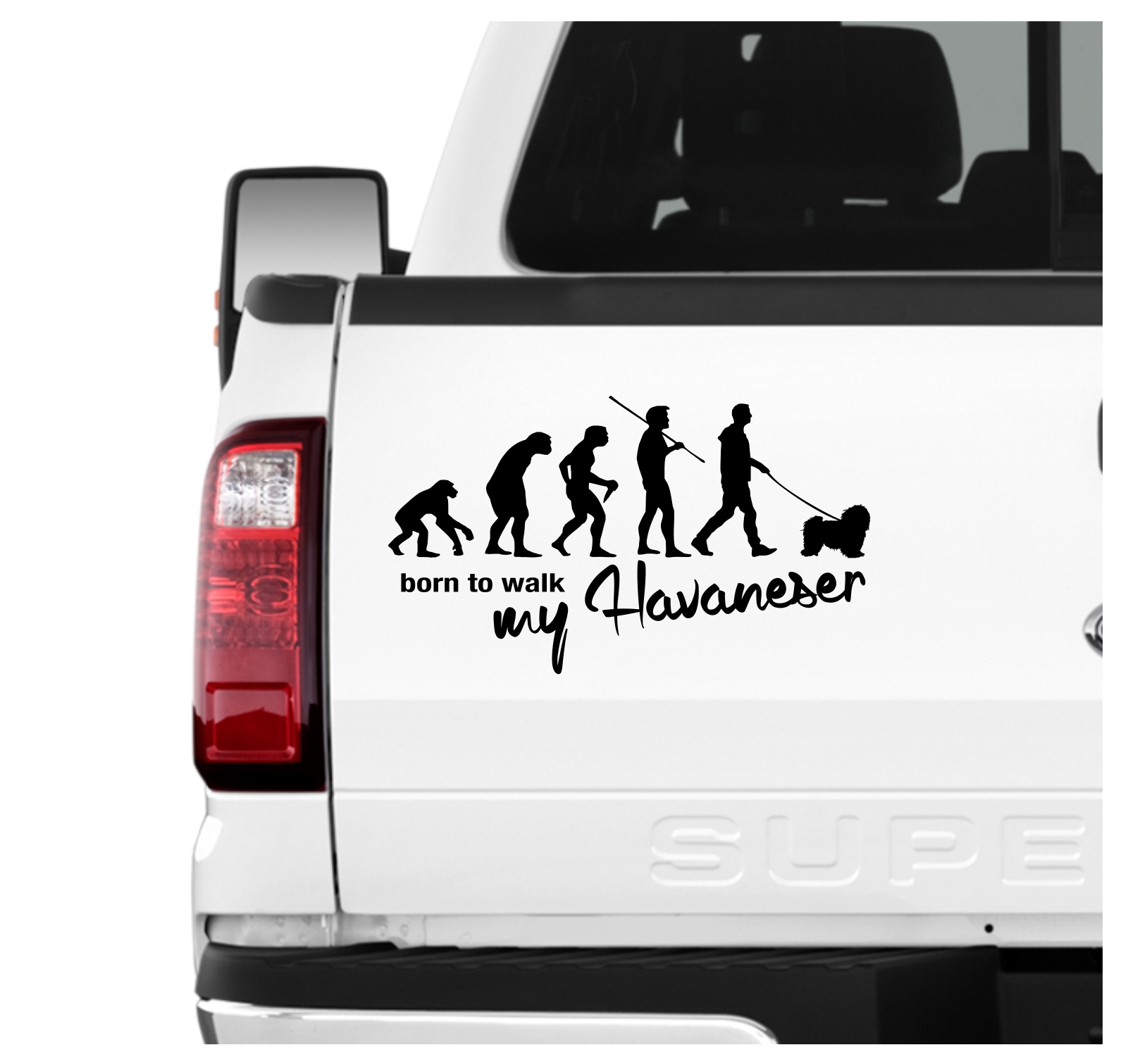 Havaneser Havanese Kuba Bichon Havana Bichon Habanero  Evolution Born to Walk Hunde Aufkleber Sticker Autoaufkleber Wandtattoo Tattoo
