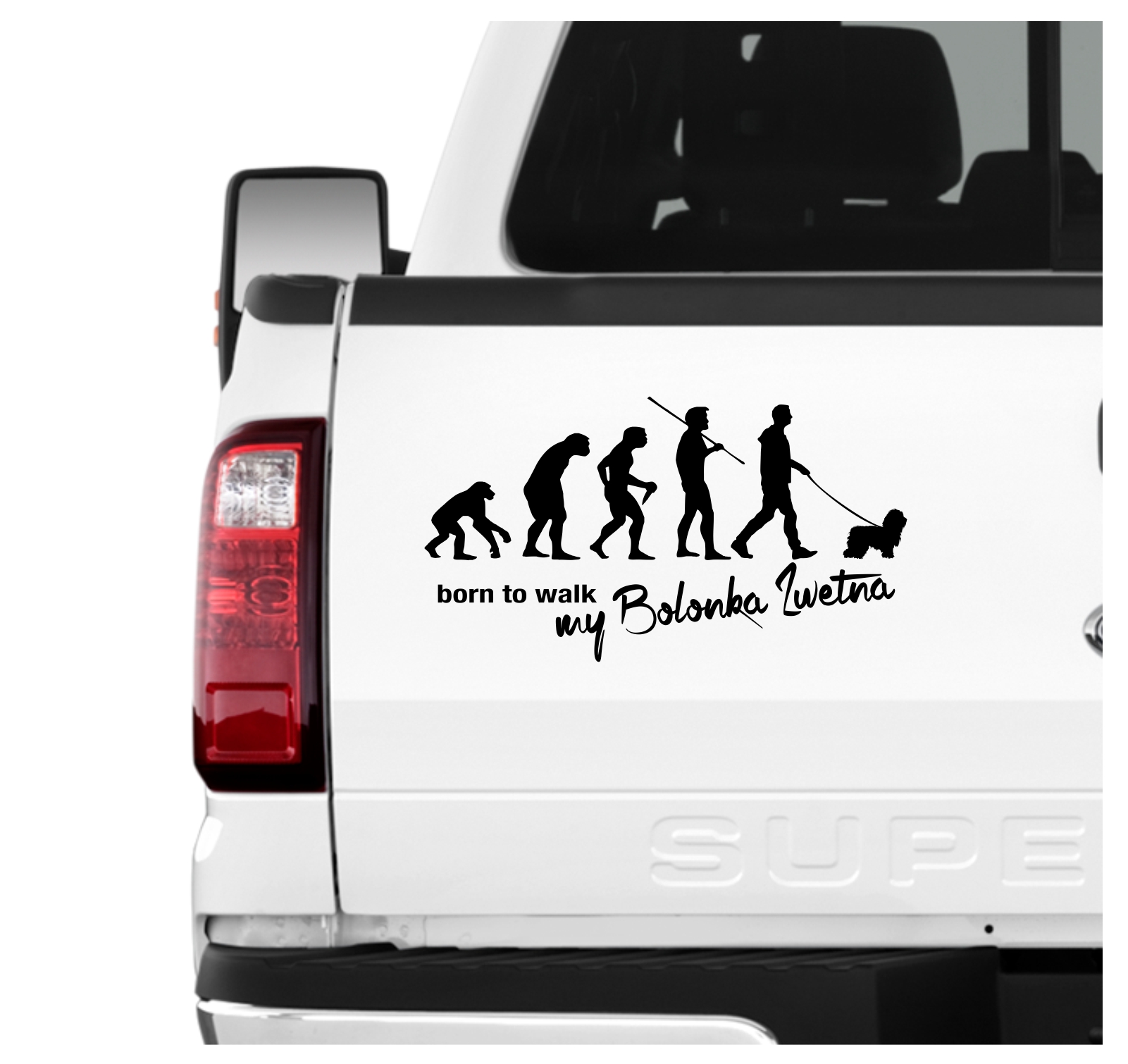 Bolonka Zwetna Bichon Tsvetnaya Bolonka Russland Evolution Born to Walk Hunde Aufkleber Sticker Autoaufkleber Wandtattoo Tattoo