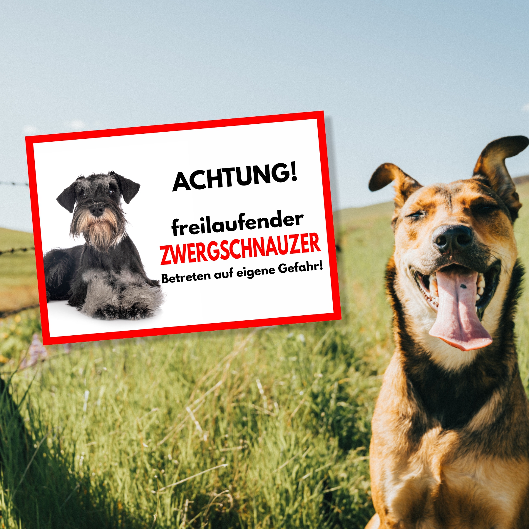Zwergschnauzer Freilaufender Hund Dog Schild Spruch Türschild Hundeschild Warnschild