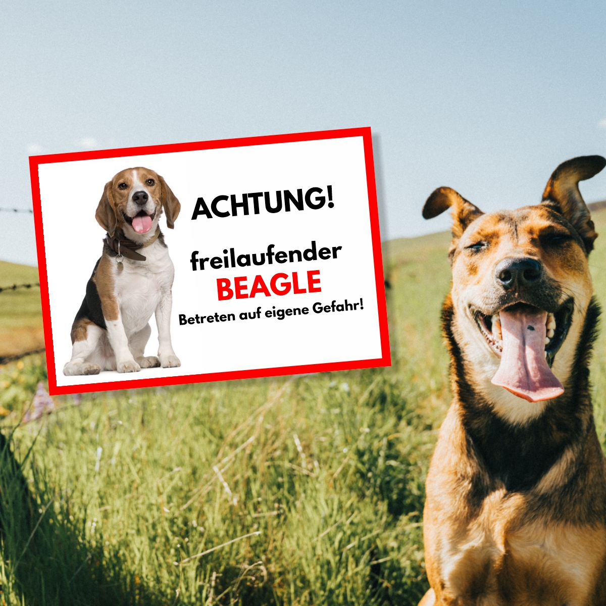 Beagle Freilaufender Hund Dog Schild Spruch Türschild Hundeschild Warnschild