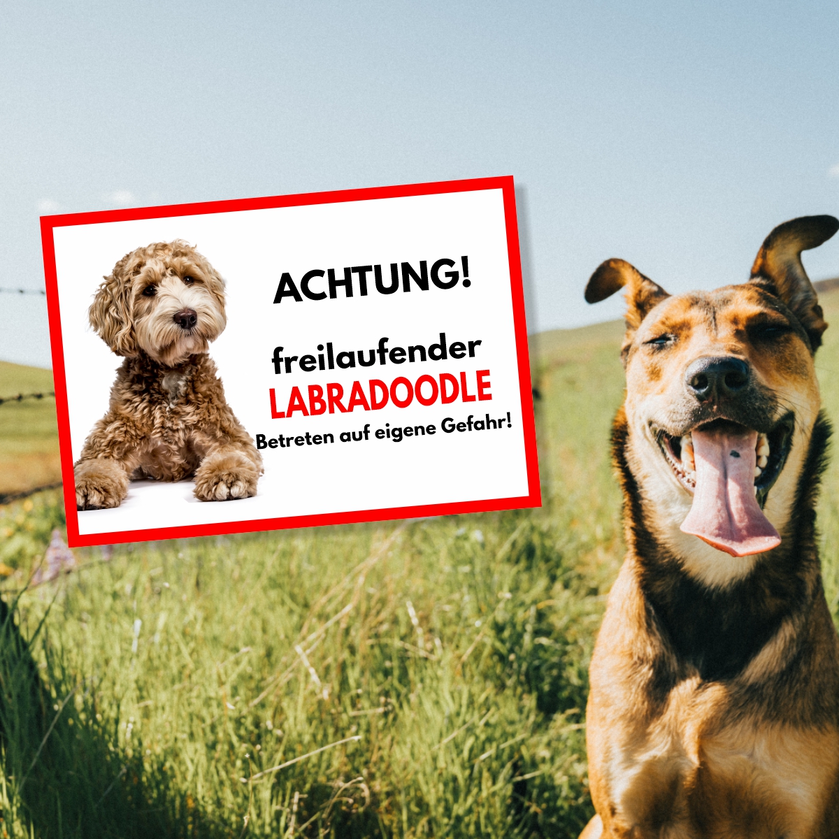 Labradoodle Freilaufender Hund Dog Schild Spruch Türschild Hundeschild Warnschild