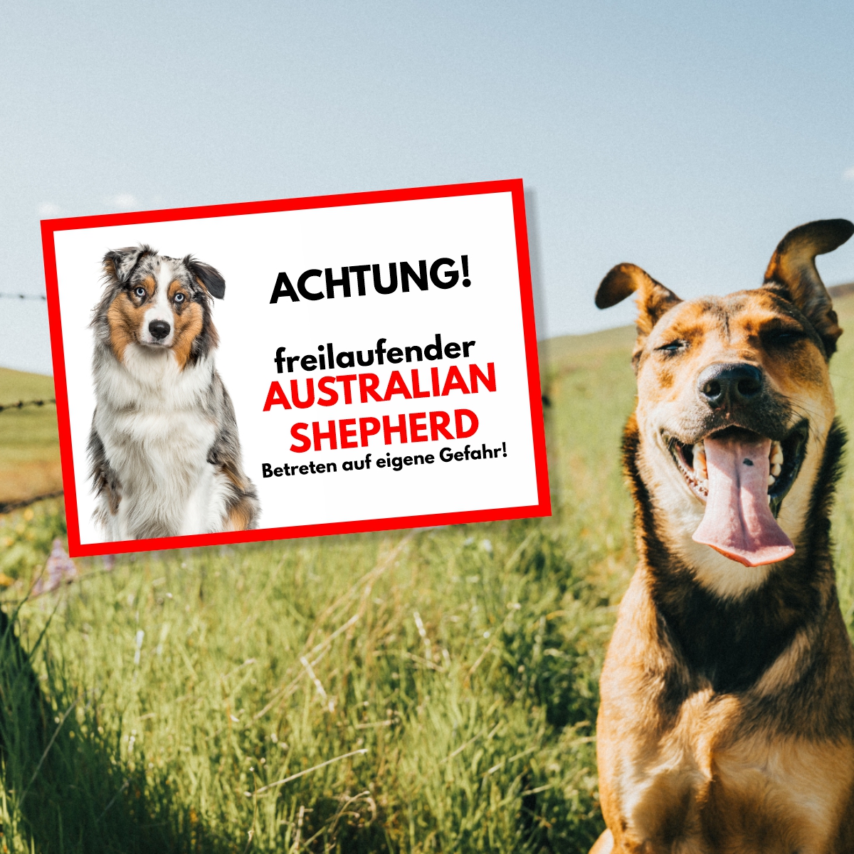 Australian Shepherd Blue Merle Freilaufender Hund Dog Schild Spruch Türschild Hundeschild Warnschild