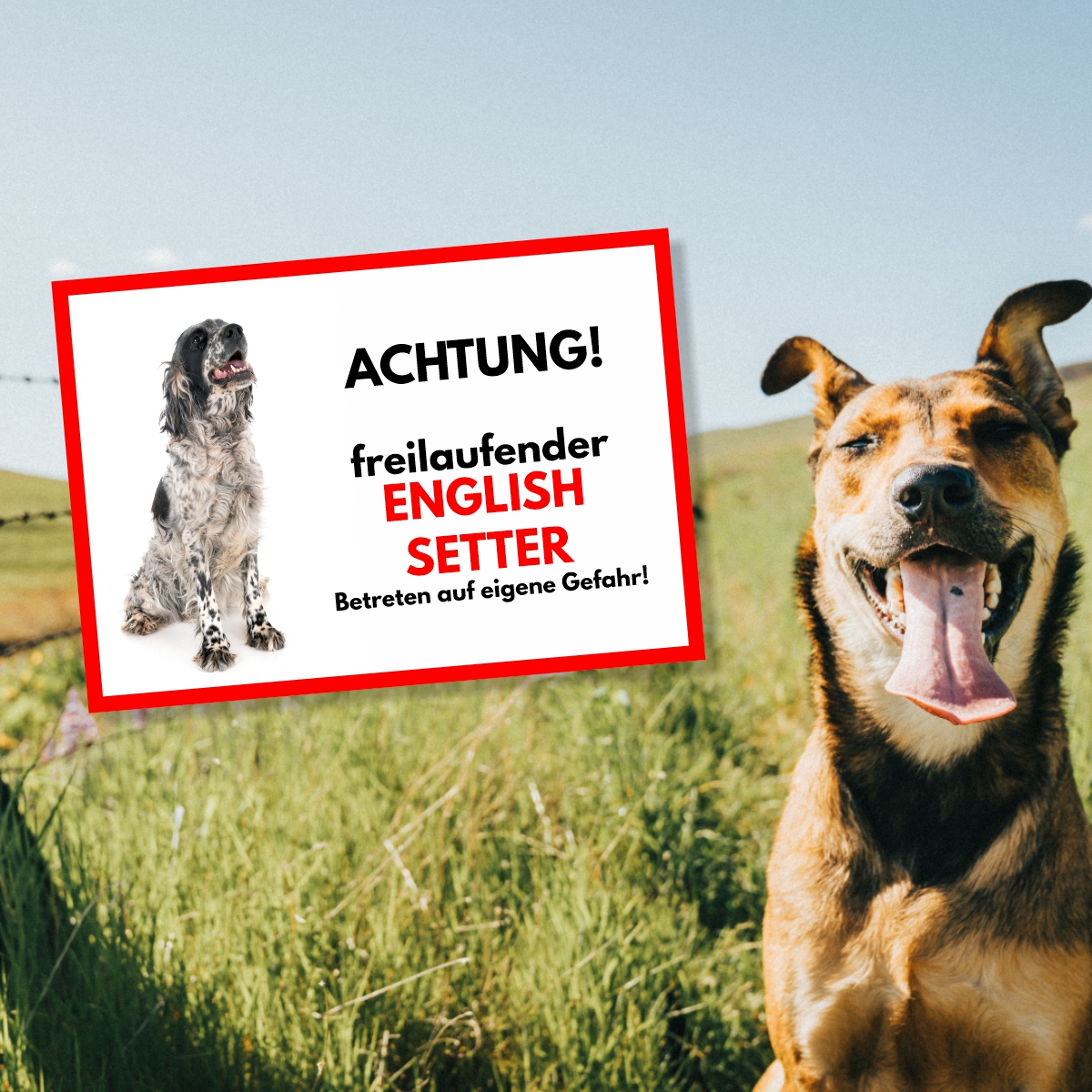 English Setter Freilaufender Hund Dog Schild Spruch Türschild Hundeschild Warnschild