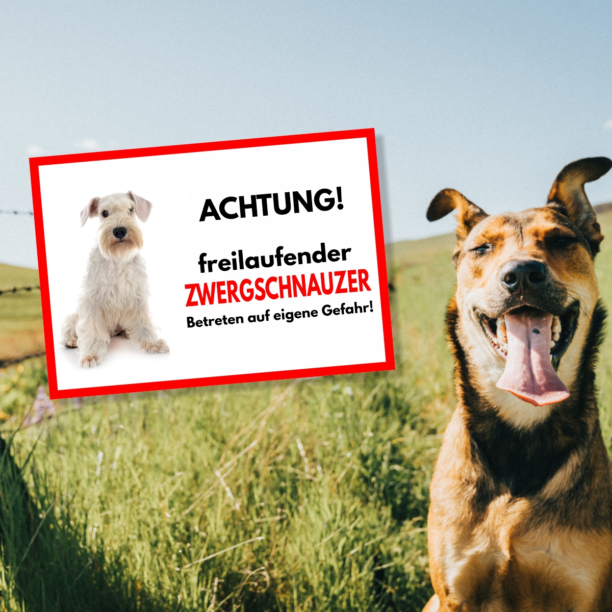 Zwergschnauzer 3 Freilaufender Hund Dog Schild Spruch Türschild Hundeschild Warnschild