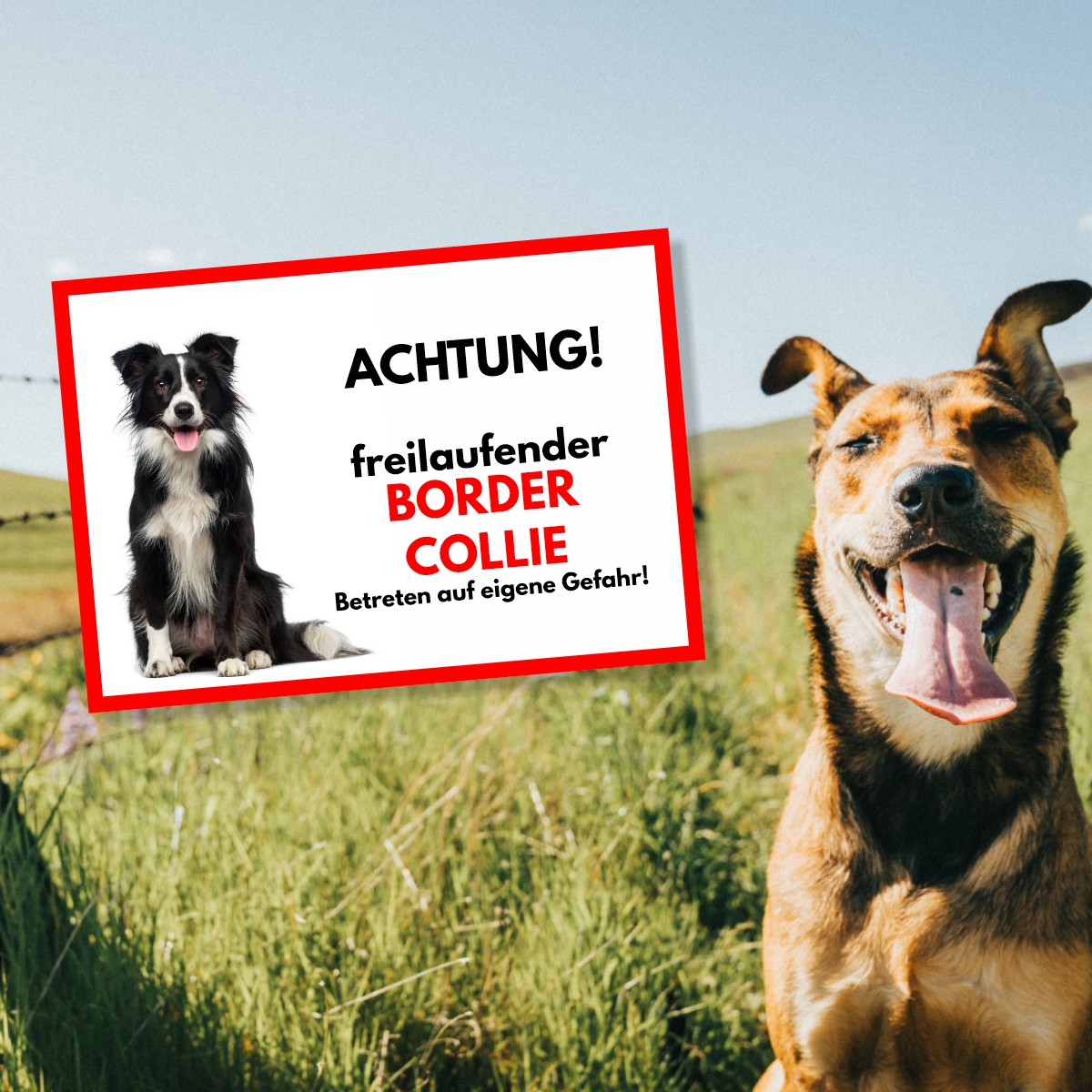 Border Collie 2 Freilaufender Hund Dog Schild Spruch Türschild Hundeschild Warnschild