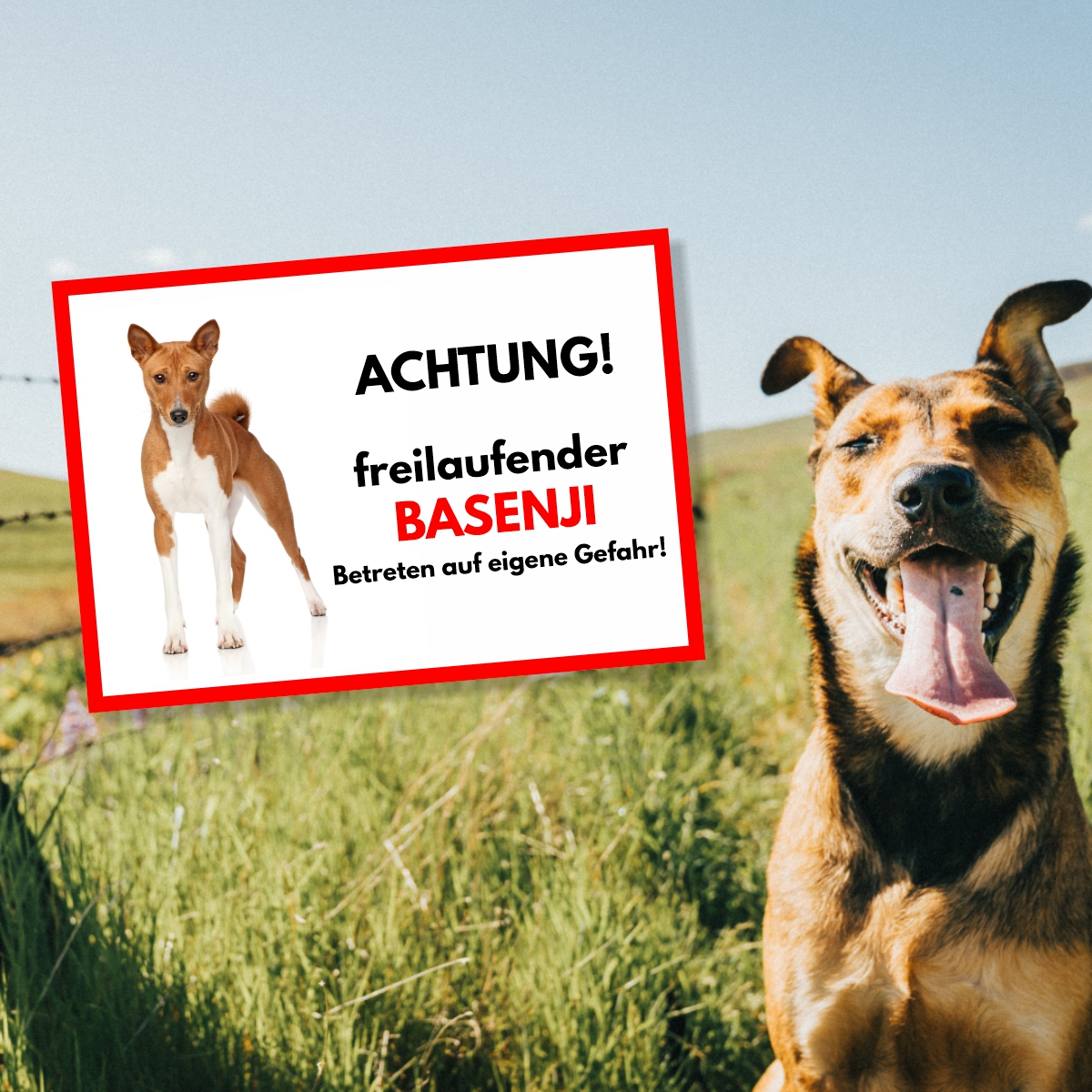 Basenji Freilaufender Hund Dog Schild Spruch Türschild Hundeschild Warnschild