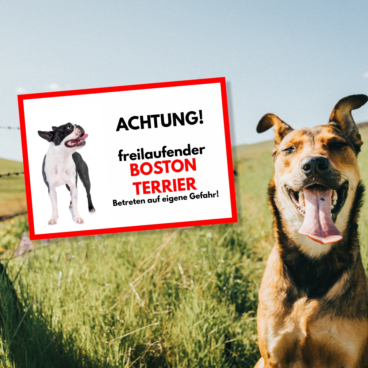 Boston Terrier Freilaufender Hund Dog Schild Spruch Türschild Hundeschild Warnschild