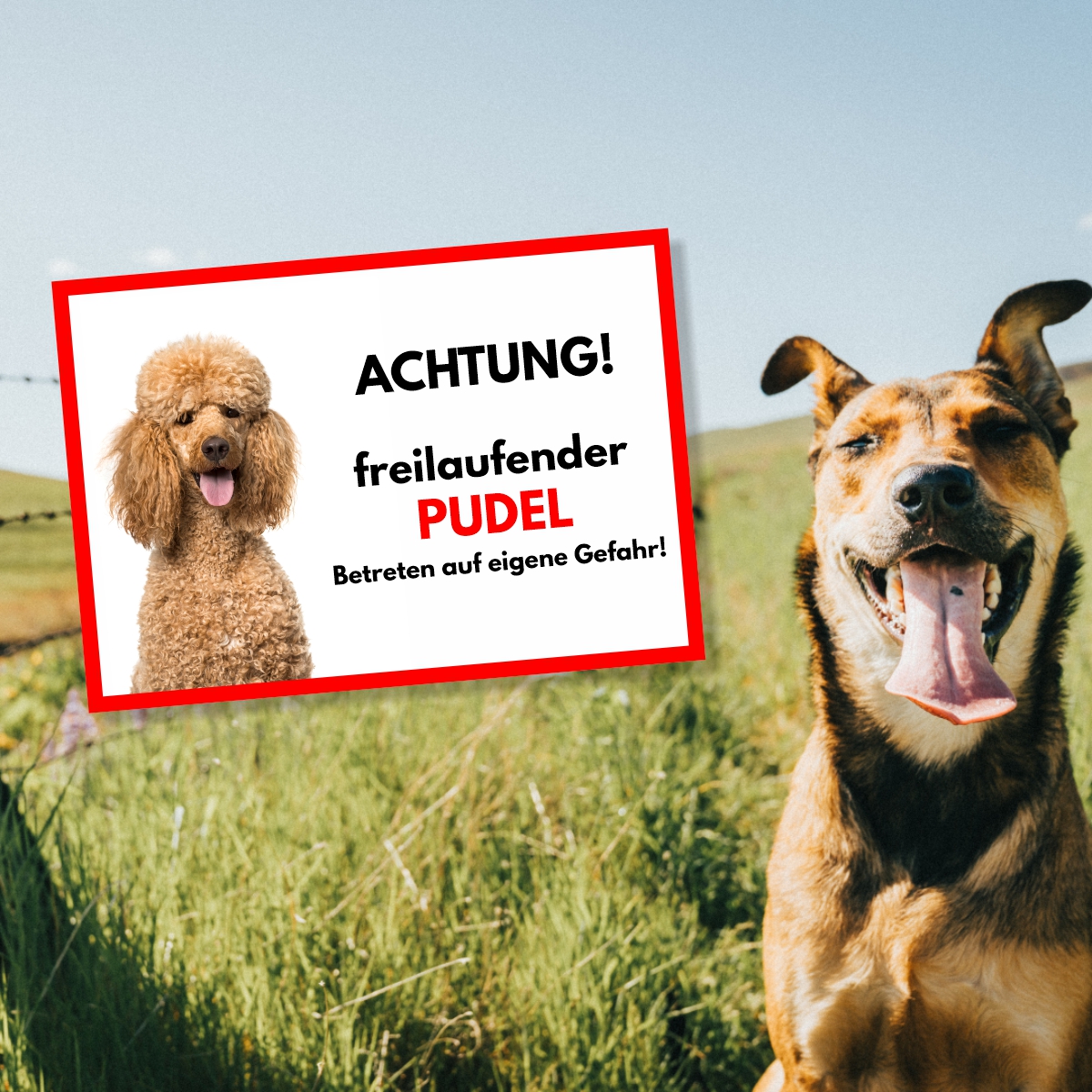 Pudel Freilaufender Hund Dog Schild Spruch Türschild Hundeschild Warnschild