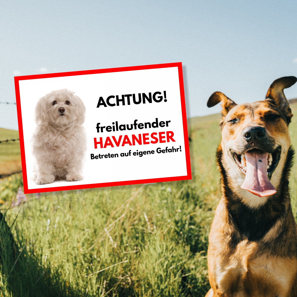 Havaneser Freilaufender Hund Dog Schild Spruch Türschild Hundeschild Warnschild