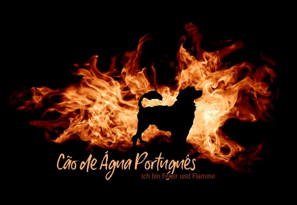 UTFlamme_CaoAguPortugMo