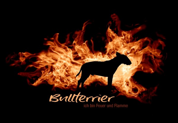 UTFlamme_BullterrierMo