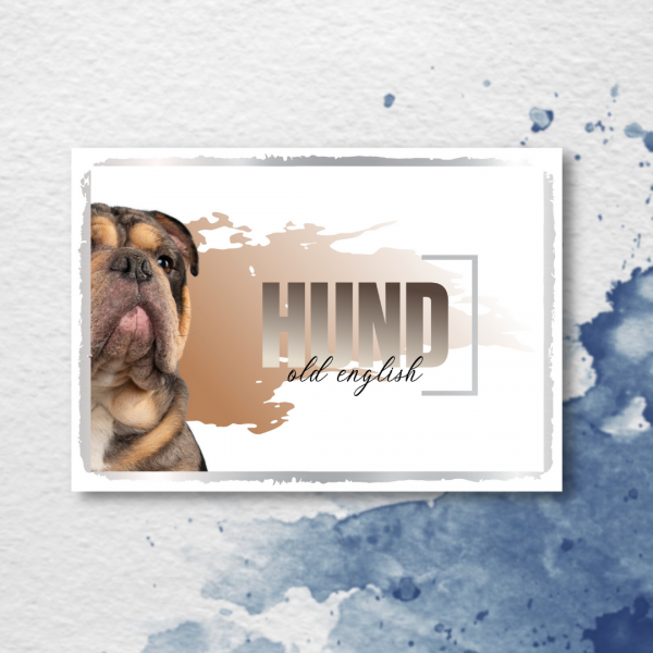 SeeleD_OldEngBulldog2_3