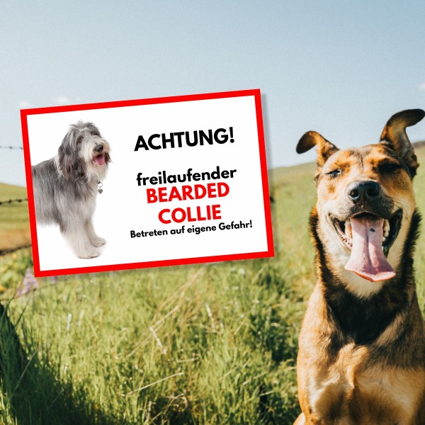 SchildFrei_BeardedCollie1
