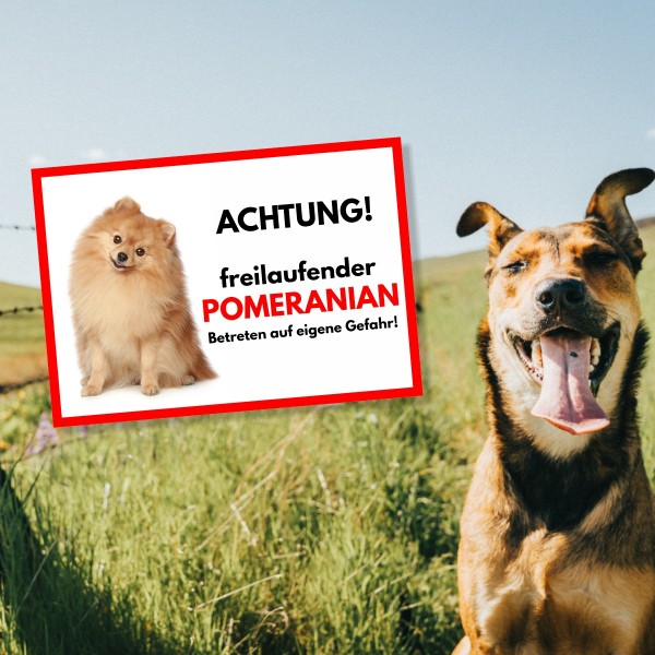 SchildFrei_PomeranianSitz1