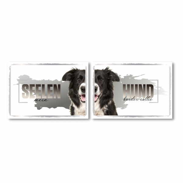 SeeleD_BorderCollie1