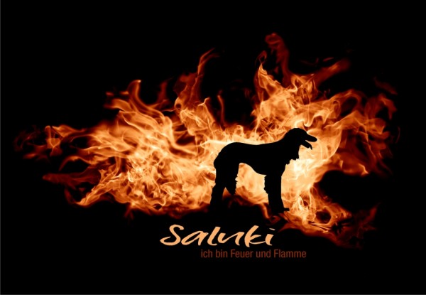 UTFlamme_SalukiMo