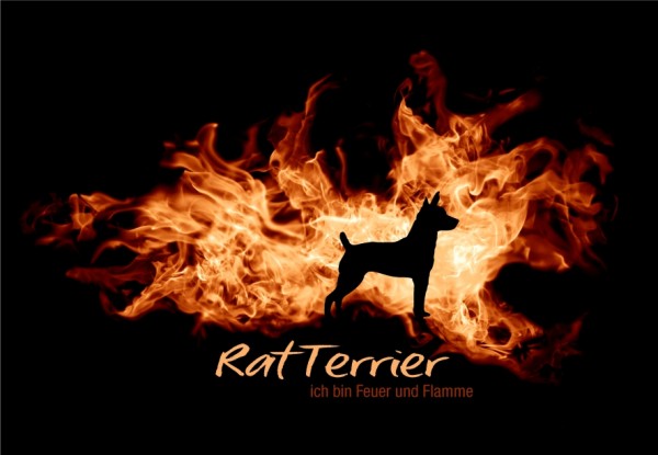 UTFlamme_RatTerrierMo