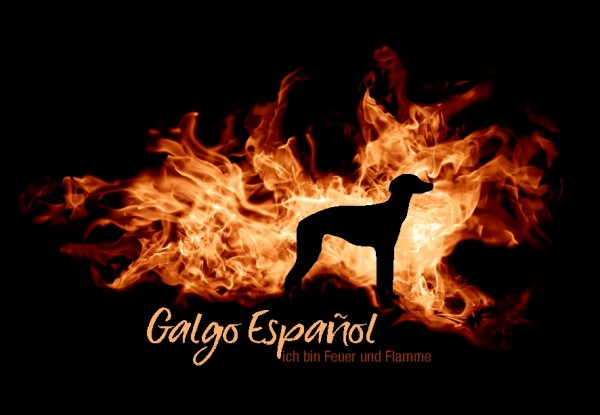 UTFlamme_GalgoEspanMo