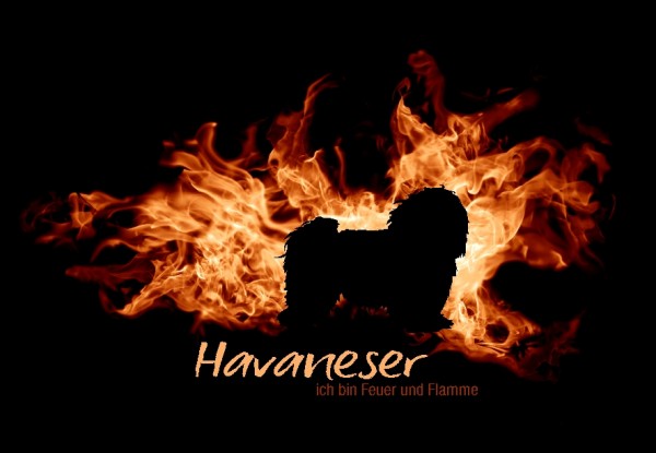 UTFlamme_HavaneserMo