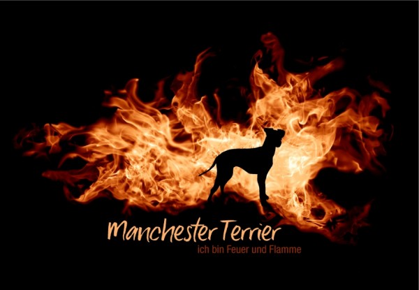 UTFlamme_ManchTerrierMo